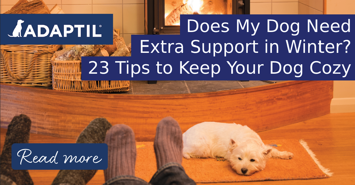 Do Dogs Need Extra Support in Winter? 23 Tips to Keep Your Dog Cozy!